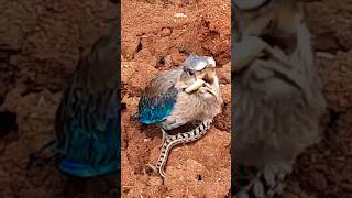 Baby Bird Fights Back Snake #birdsnest #wildlife #snake #birdvideo