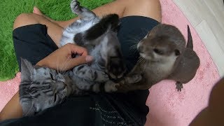 Aty and Mr.Cat [Otter life Day 95] アティとにゃん先輩