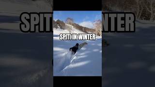 Snow dogs of Spiti Valley 🐕❄️ #shorts