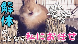 新築のハウスを喜んで解体するウサギ #271