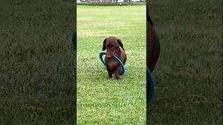 Funny dogs 🐶🐶 episode 202 #shorts