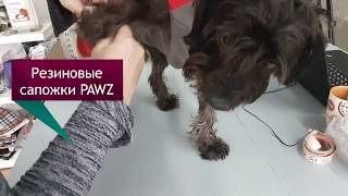 Сапожки PAWZ для собак Сапожки PAWZ для собак