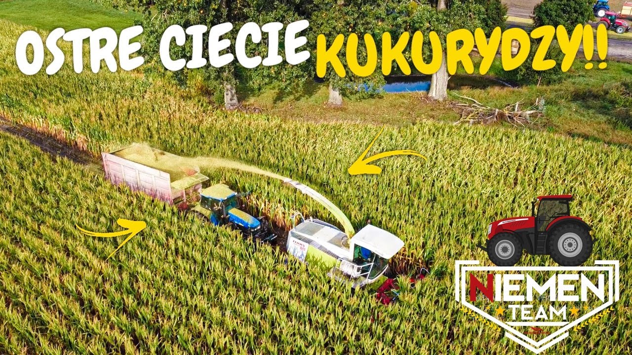 QQVLOG#2 Kukurydza na Kiszonkę!🌽 Wyższa Od Jaguara??😯 Najlepsza Ekipa! Kosimy u Mnie!