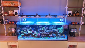 6 Month Update on the Ultum Nature Systems R180 Reef Tank