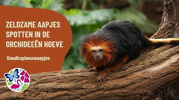 Goudkopleeuwaapjes in de Orchideeën Hoeve