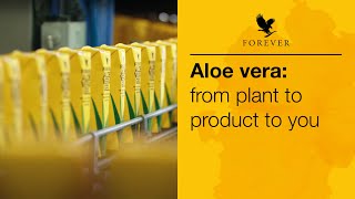 From plant, to product, to you | Forever Living UK & Ireland