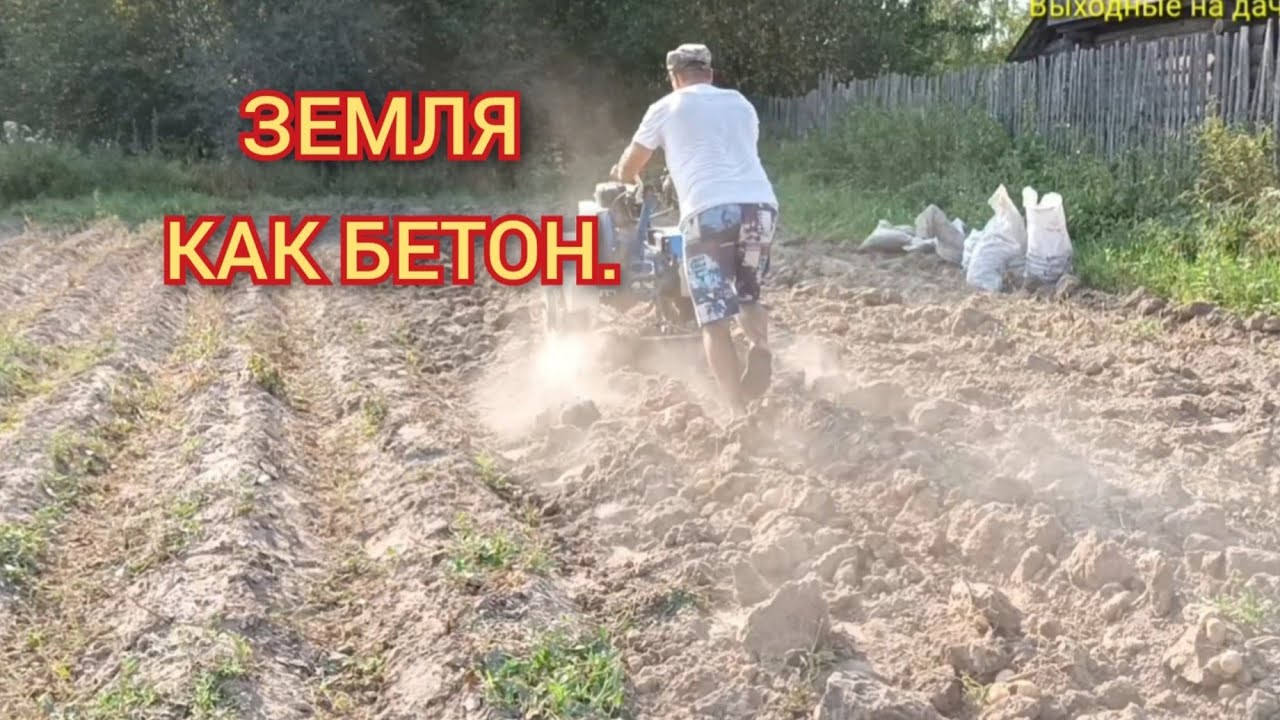  картофеля 2022 Мотоблоком Нева мб-2 - YouTube