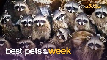 Trash Panda Party | Best Pets of the Week