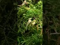 Caridina Japónica Amano Multidentada Shrimp