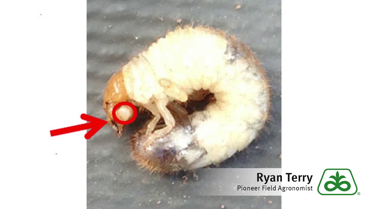 Asiatic Garden Beetle Grub Youtube