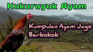 Kumpulan Ayam Jago Berkokok Top 2021