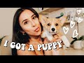 I GOT A PUPPY! Bringing My New Corgi Puppy Home For the 1st Time *Vlog*