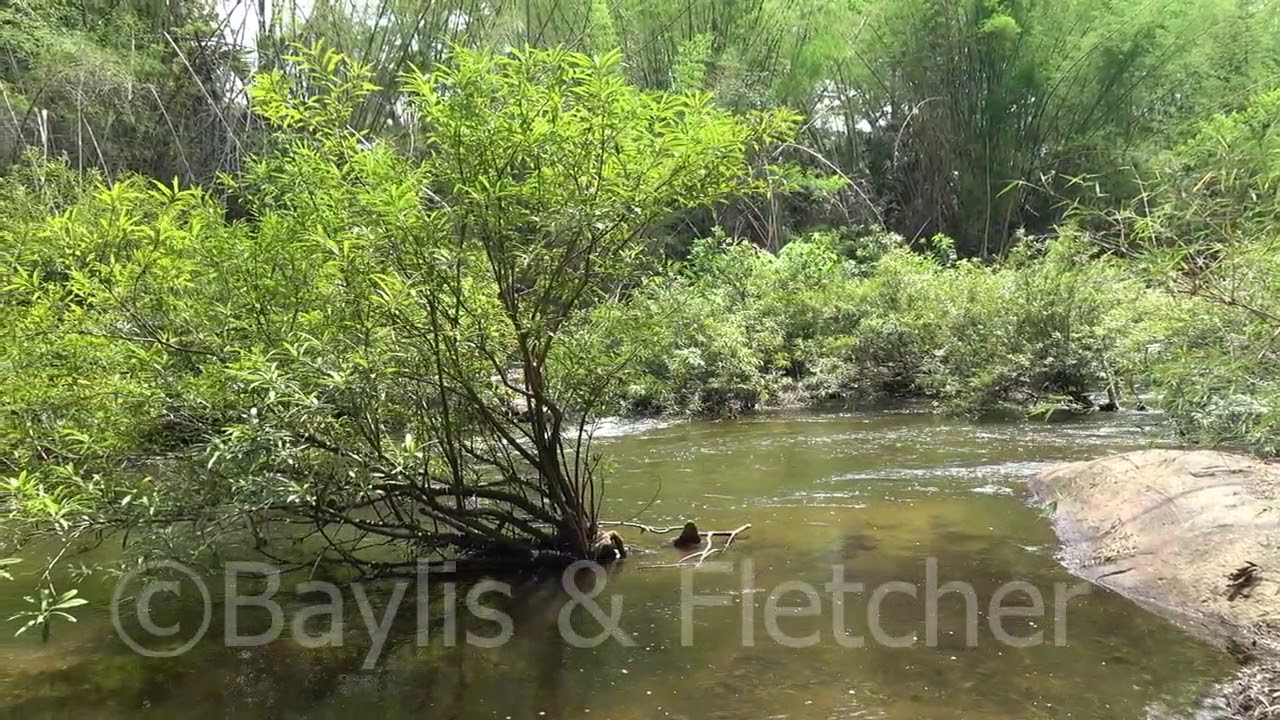 Srepok River tributary, Cambodia. 20190511_131554.m2ts