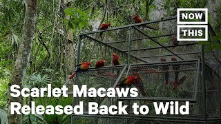 Baby Scarlet Macaws Get Nursed Back to Health and Released Into Wild | NowThis Earth