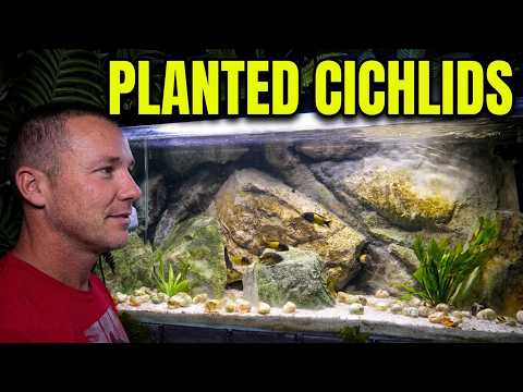 My AFRICAN cichlid aquarium - UPGRADED with plants!! the king of DIY