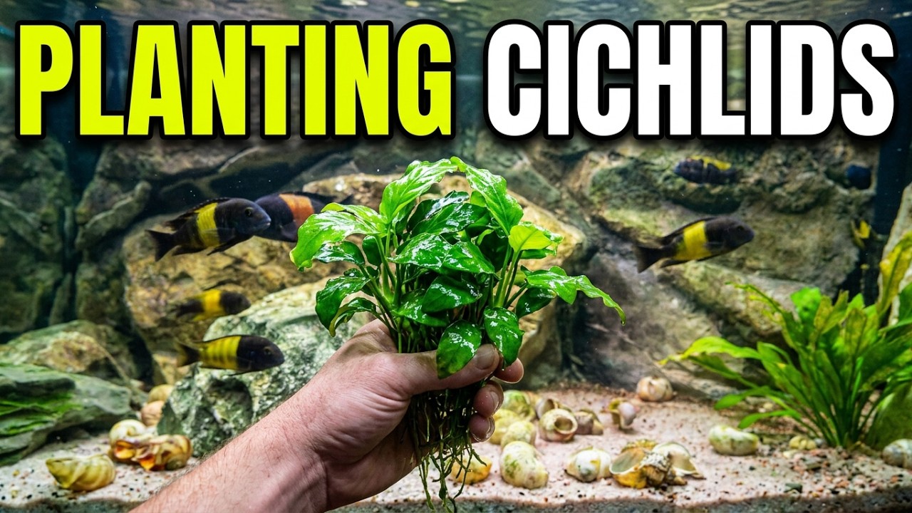 My AFRICAN cichlid aquarium - UPGRADED with plants!! the king of DIY