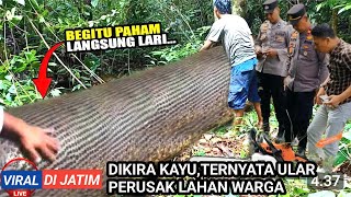 Dikira Batang Pohon Saat Di P3gang Ternyata B3rg3rak Ular Piton 15 Meter Penunggu Hutan Jatim