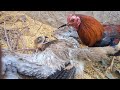 Home Rooster Challenged Sky King 👑🐓🦅