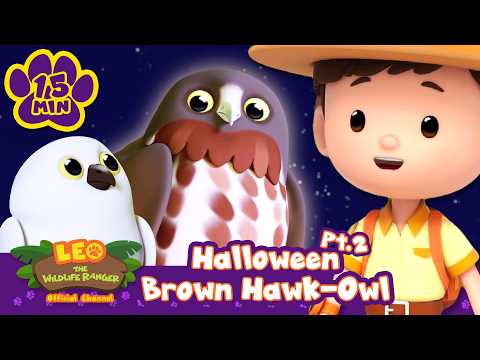 Check out the spooky Brown Hawk-Owl! Halloween: Part 2 | Leo the Wildlife Ranger | Animal Cartoons
