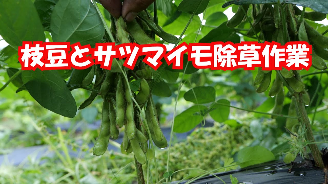 枝豆とさつまいもの除草作業21 7 12 1272 Youtube