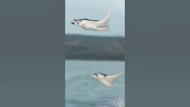 Animal Facts | Manta Ray #shorts