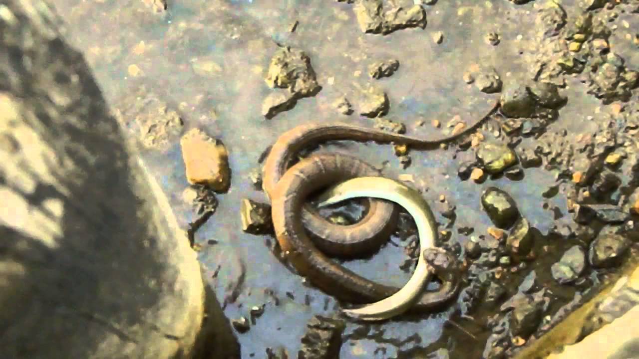 Northern water snake versus eel YouTube