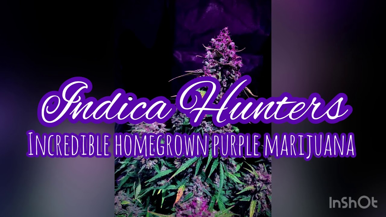 Proof amazing purple weed can be grown from home! Purple lemonade under the Mars Hydro SP3000.