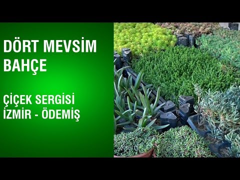 Video: Bir çiçek Bahçesi Için Bitki Seçmenin Sırları