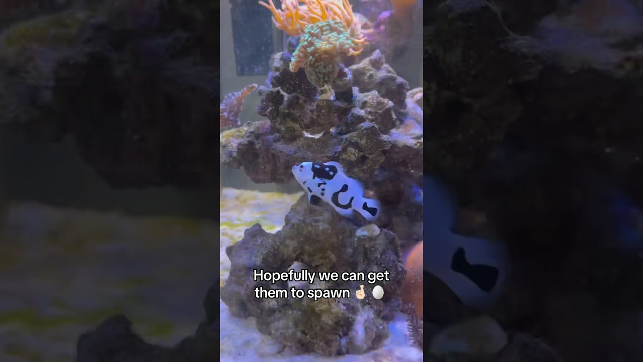 My Ultra Rare “Storm” Clownfish - YouTube