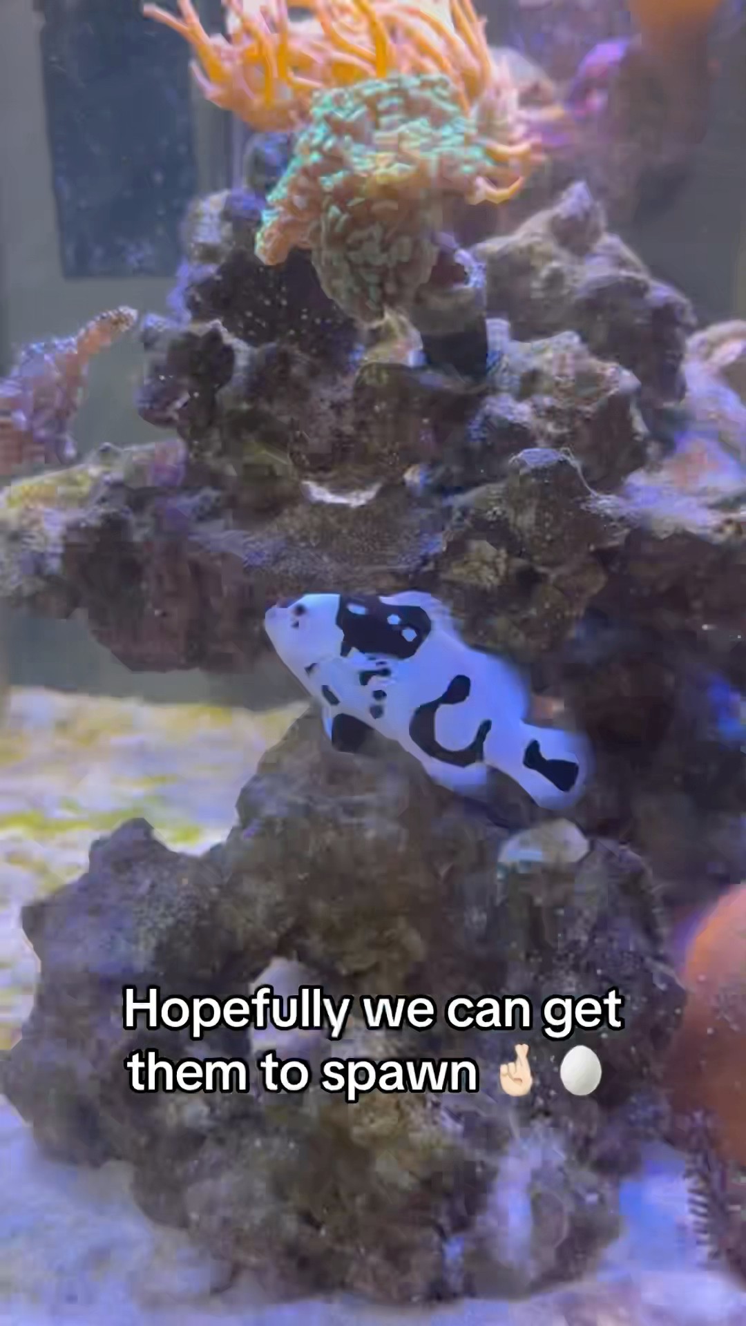 My Ultra Rare “Storm” Clownfish - YouTube