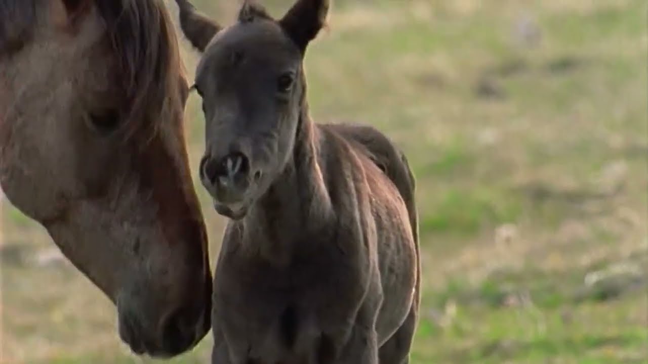Клауд: Дикий жеребец Скалистых гор