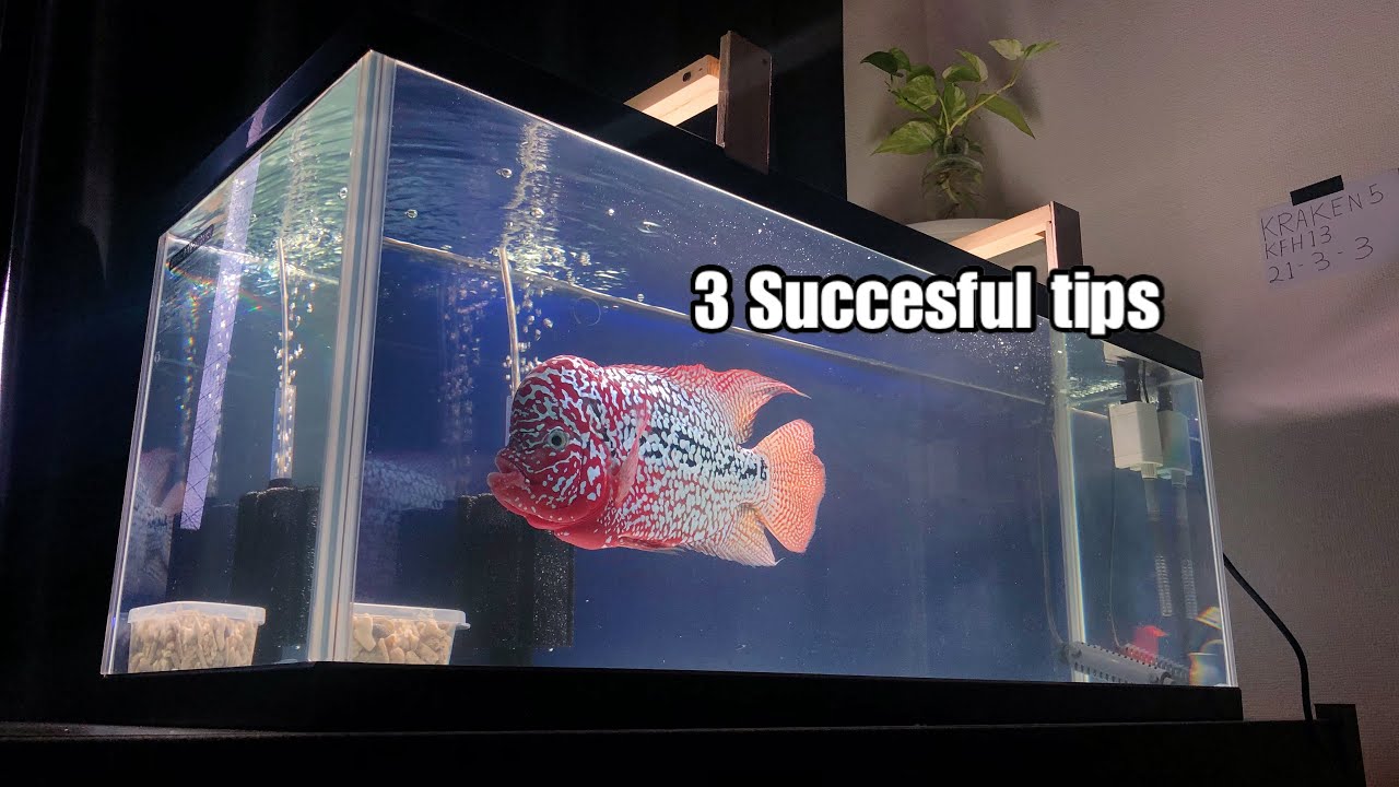 3 tips for successful flowerhorn keeping