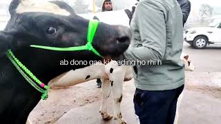 Hf Cow For Sale In Ranchi At Reasonable Price