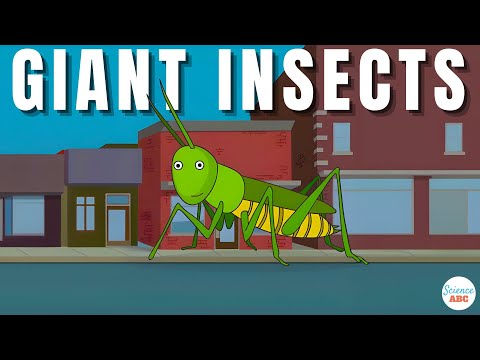 Video: Het insekte spiere?