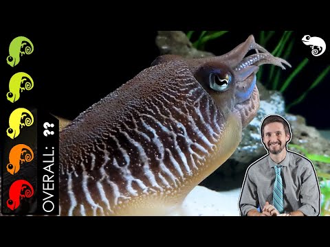 Cuttlefish, The Best Pet