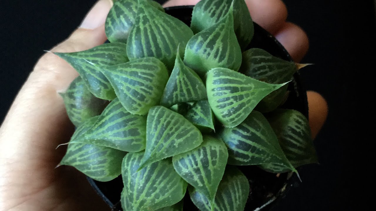 HAWORTHIA MIRABILIS BADIA - Up Close With Plant & Some Care Talk - (My