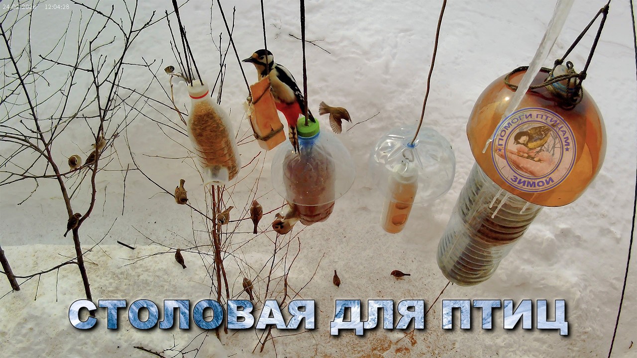 Кормушка для птиц 24 февраля 2026 года | дятел | (05)
