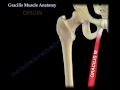 Gracilis Muscle Anatomy  - Everything You Need To Know - Dr. Nabil Ebraheim