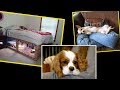 Diy Furniture: DIY Dog Beds Diy Furniture: DIY Dog Beds