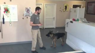 How to Change a Dog's Name How to Change a Dog's Name