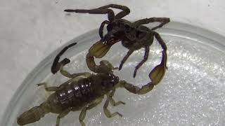 Wolf Spider VS Scorpion Amazing Insect Battle