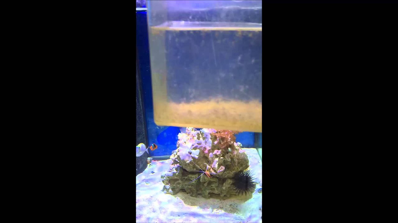 camera iphone 8 plus apk MYSIS SHRIMP SALE DECEMBER 7TH, 2015