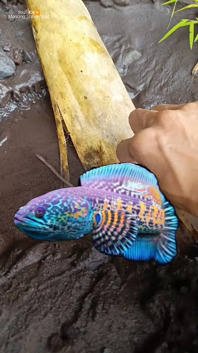 Wild snakehead fish, channa limbata - CHANNA FISH #shorts #channa #limbata #viral