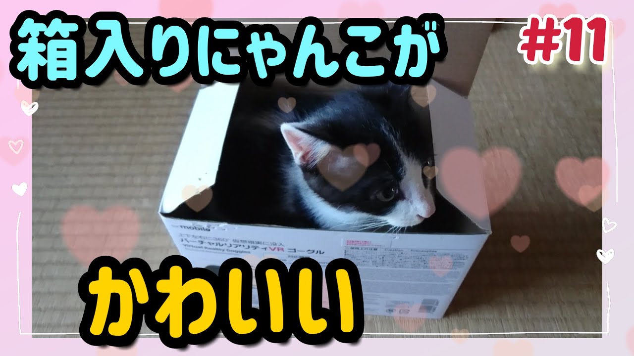 保護猫 箱入りにゃんこがかわいい Youtube