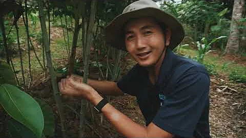 Overview of a Syntropic Farm