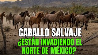 El regreso del caballo salvaje: ¿Están invadiendo el norte de México?