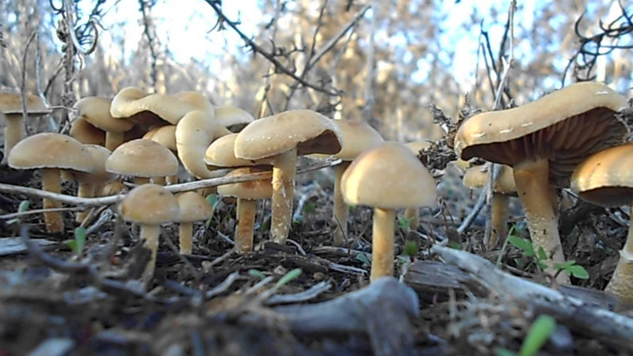 RAIN MAKES MUSHROOMS GROW???? - YouTube