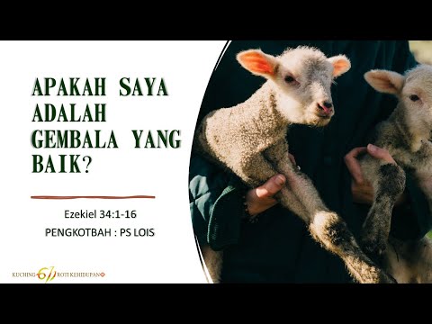 Video: Bukankah seharusnya gembala memberi makan kawanannya?