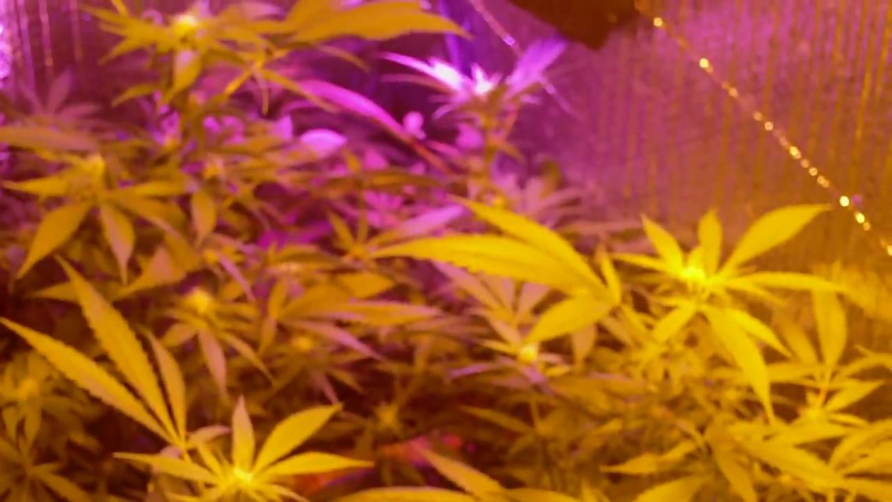 LED/400HPS ending week three...