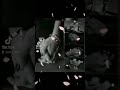 مش عايزك تبعد عني احمد عامر 🥀🎸